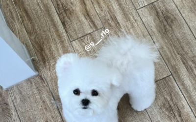“DUBU” from DDPET 🥰