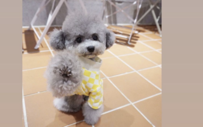 Teacup Silver poodle from DDPET 🥰