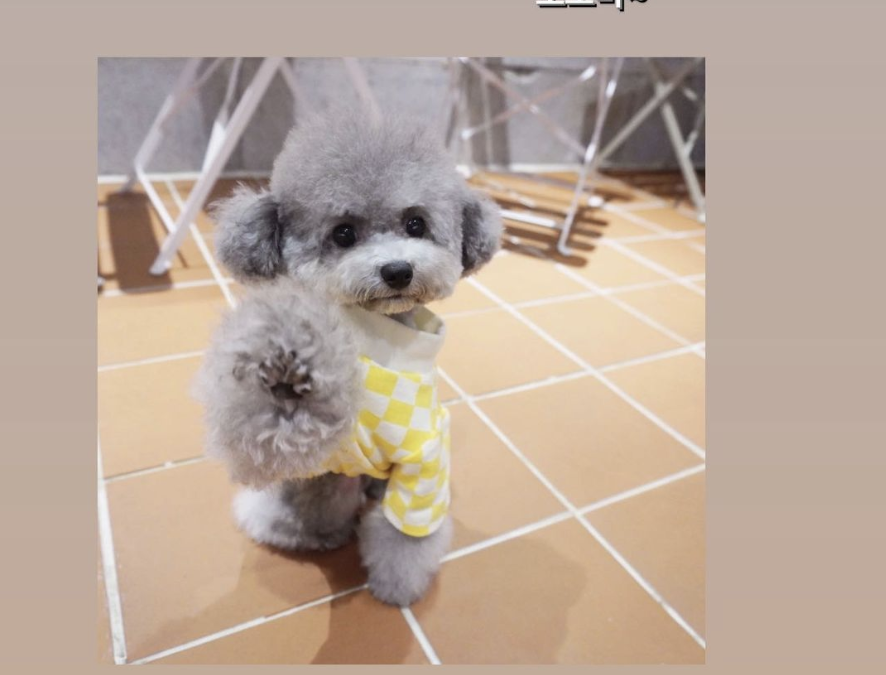 Teacup Silver poodle from DDPET 🥰